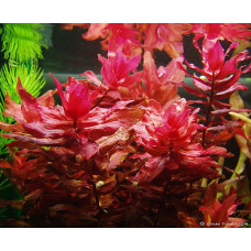 Rotala Macrandra - Pink